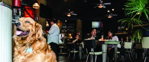 10 restaurantes de Buenos Aires para ir con tu perro